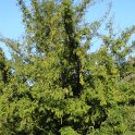 Torreya grandis